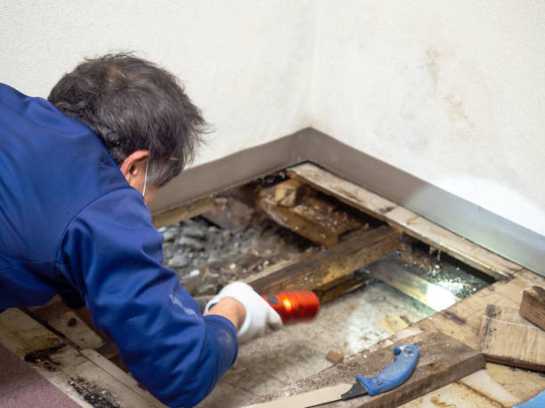 Best Bathroom Mold Remediation in New Mford, IL