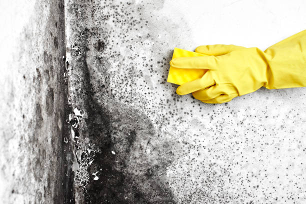 Best Mold Testing and Inspection Services in New Mford, IL