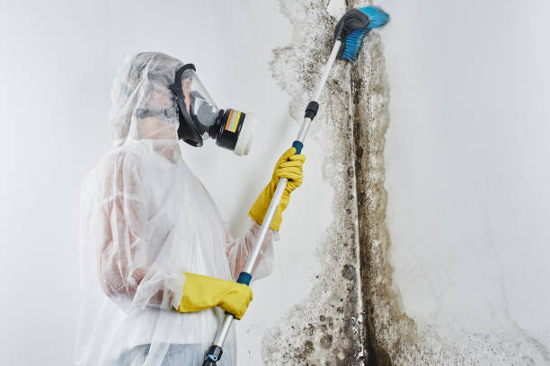 Best Localized Mold Remediation (e.g., coastal areas, humid climates) in New Mford, IL