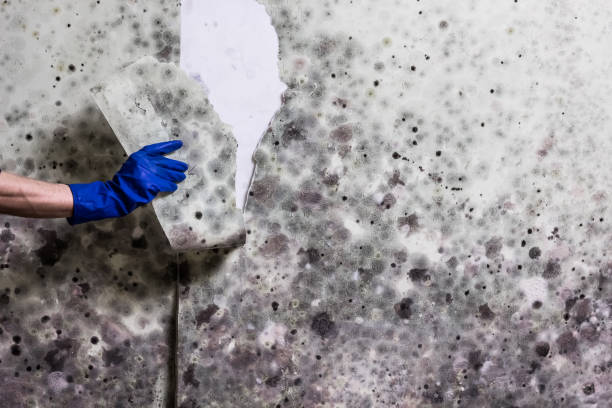 Best HVAC Mold Remediation in New Mford, IL