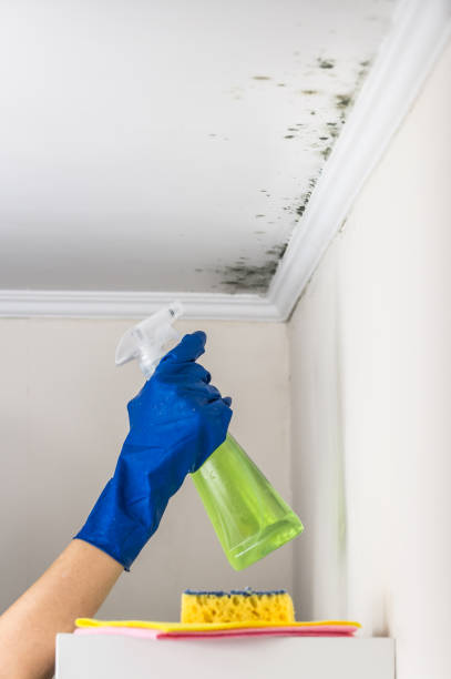 Best Mold Remediation for Schools in New Mford, IL